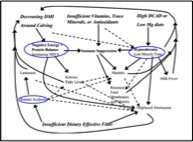 genetica2