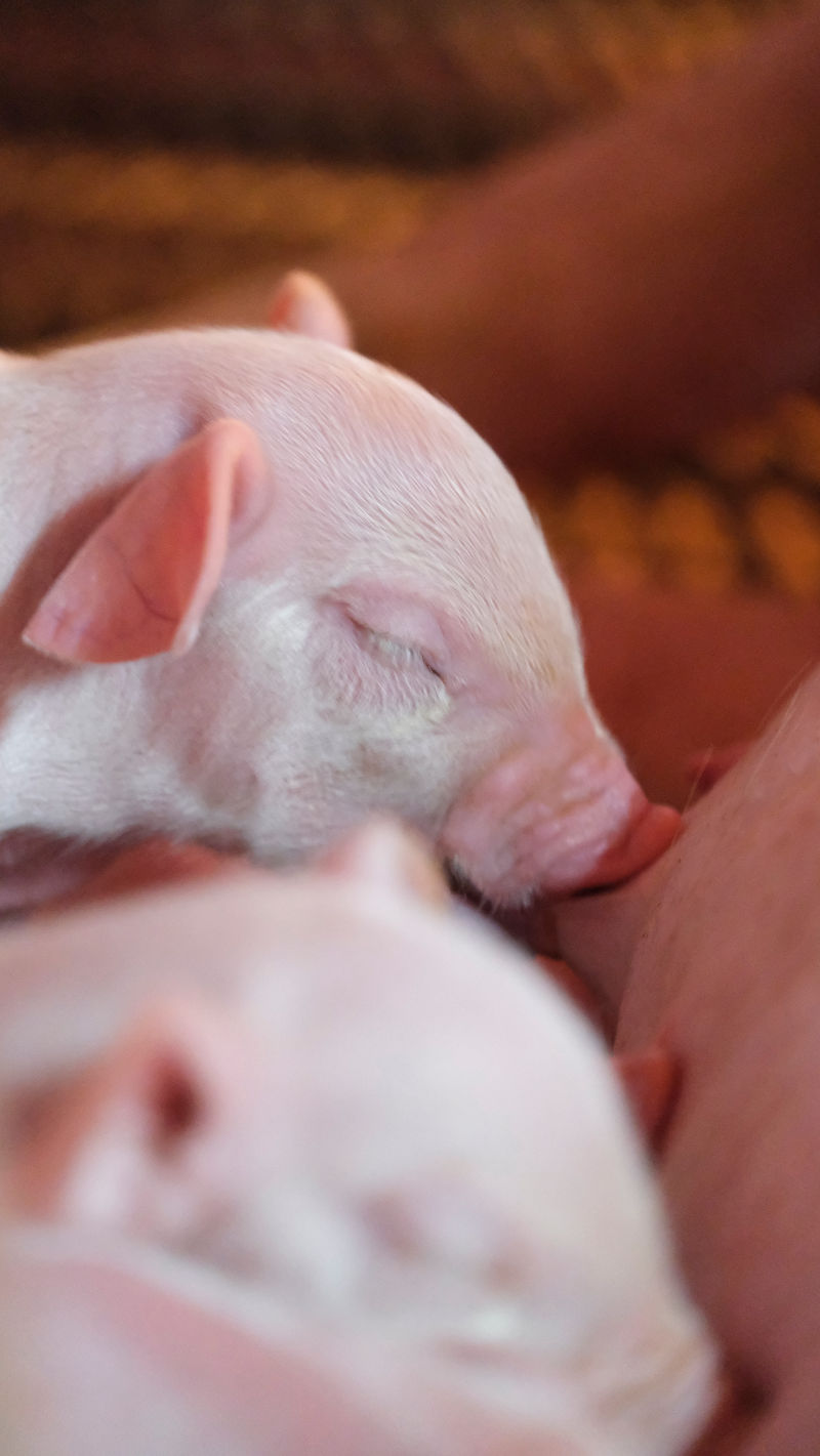 Nutrient Requirements of Pigs at Different Life Stages AFGRI Animal Feeds Nutrient Requirements of Pigs at Different Life Stages AFGRI Animal Feeds