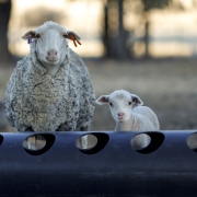 Sheep on farm