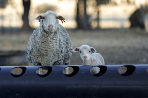Sheep on farm