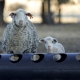 Sheep on farm